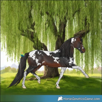 Horse Color:White Spotted Brown Tobiano 