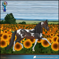 Horse Color:White Spotted Brown Tobiano 