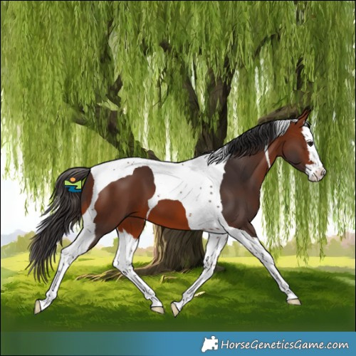 Horse Color:Bay Splash Tobiano 