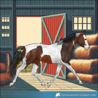Horse Color:Bay Splash Tobiano 