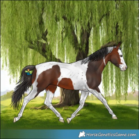 Horse Color:Bay Splash Tobiano