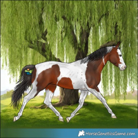 Horse Color:Bay Splash Tobiano 