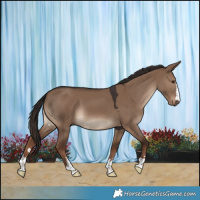 Horse Color:Liver Red Dun