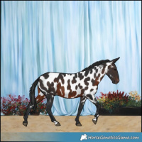 Horse Color:Brown Appaloosa 