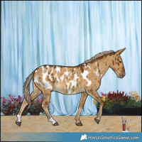 Horse Color:Chocolate Palomino Dun Near Leopard Brindle 