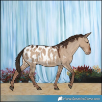 Horse Color:Liver Red Dun Appaloosa 