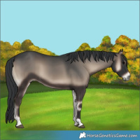 Horse Color:Blue Onyx