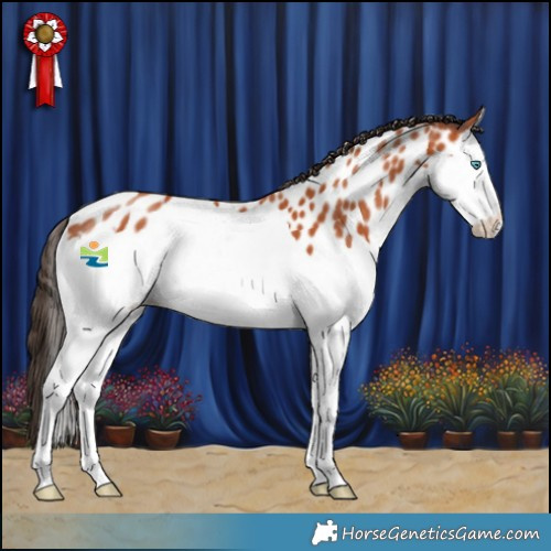 Horse Color:Bay Splash Near Leopard 