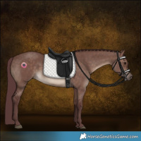 Horse Color:Chocolate Brown Dun 