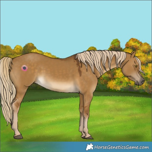 Horse Color:Chocolate Palomino Dun 