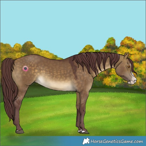 Horse Color:Chocolate Buckskin Dun Splash 