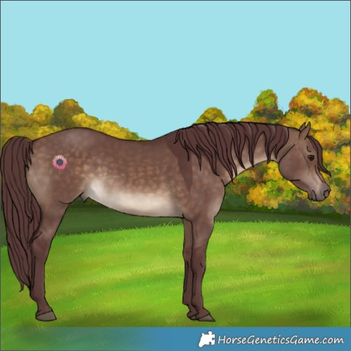 Horse Color:Chocolate Brown Dun 