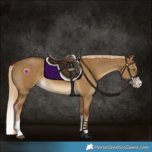 Horse Color:Chocolate Palomino Dun Splash 