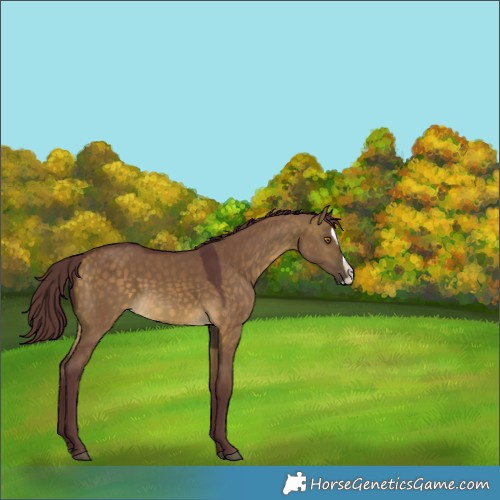 Horse Color:Chocolate Buckskin Dun Splash 