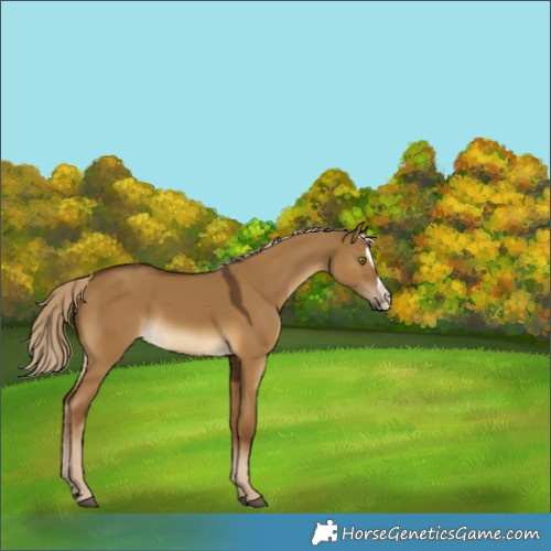 Horse Color:Chocolate Palomino Dun Splash 