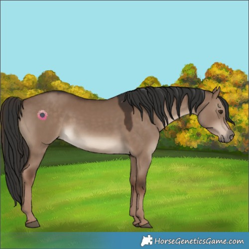 Horse Color:Liver Red Dun 