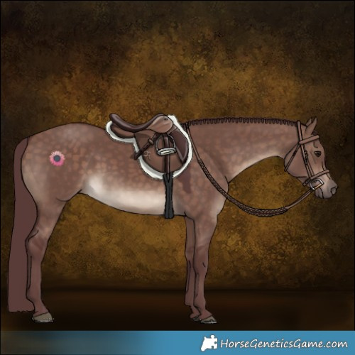 Horse Color:Chocolate Brown Dun 