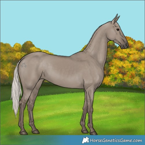 Horse Color:Silver Grullo 