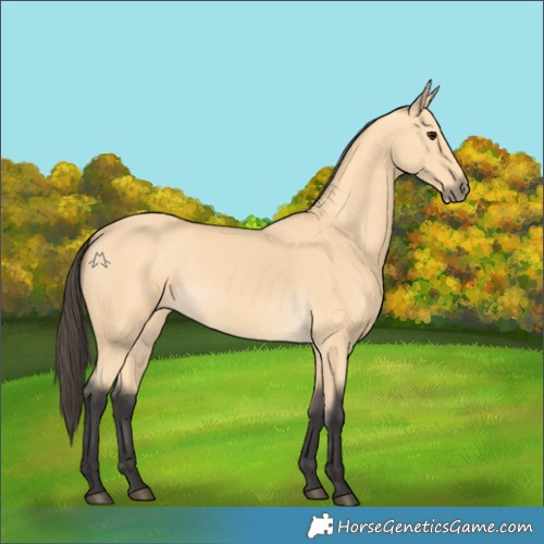 Horse Color:Buckskin 