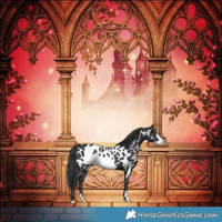 Horse Color:Black Frame Appaloosa