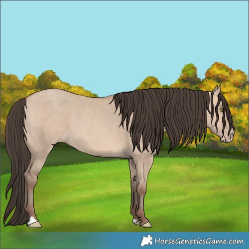 Horse Color:Amber Champagne Dun 