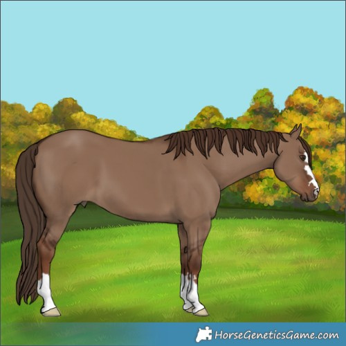 Horse Color:Liver Red Dun 