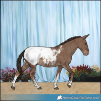 Horse Color:White Spotted Liver Red Dun Snowcap Brindle