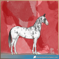 Horse Color:Liver Chestnut Sabino Appaloosa Rabicano