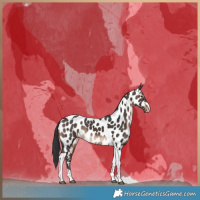 Horse Color:Brown Tobiano Near Leopard 