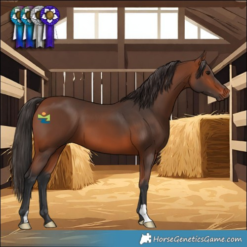 Horse Color:Bay 