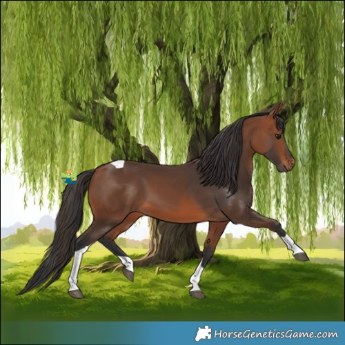 Horse Color:Bay Tobiano 