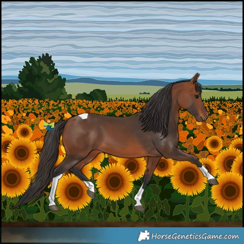 Horse Color:Bay Tobiano 