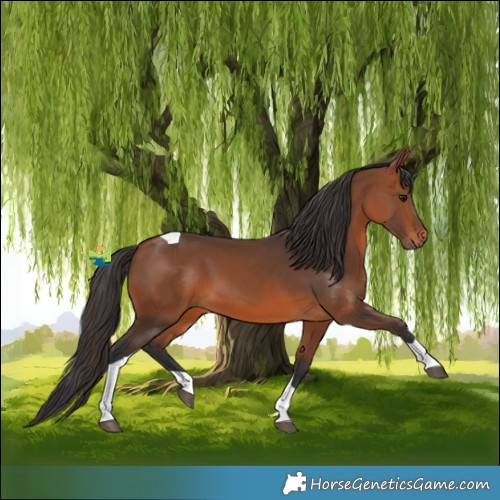 Horse Color:Bay Tobiano 