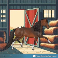 Horse Color:Bay Tobiano 