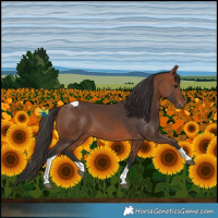 Horse Color:Bay Tobiano 