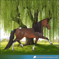 Horse Color:Bay Tobiano