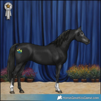 Horse Color:Gray Black Tobiano