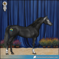 Horse Color:Gray Black Tobiano