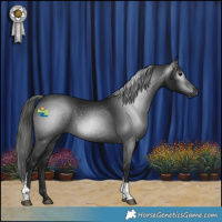 Horse Color:Gray Black Tobiano 