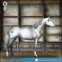 Horse Color:Gray Black Tobiano