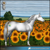 Horse Color:Gray Black Tobiano