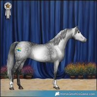 Horse Color:Gray Black Tobiano