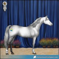 Horse Color:Gray Black Tobiano