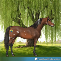 Horse Color:White Spotted Bay