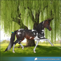 Horse Color:White Spotted Brown Tobiano 