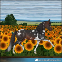 Horse Color:White Spotted Brown Tobiano 