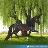 Horse Color:White Spotted Brown Tobiano 