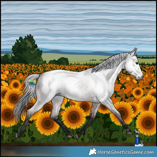 Horse Color:Gray White Spotted Bay Roan 
