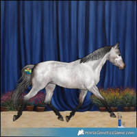 Horse Color:Gray White Spotted Bay Roan 