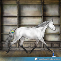 Horse Color:Gray White Spotted Bay Roan 